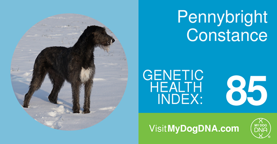 Pennybright Constance MyDogDNA